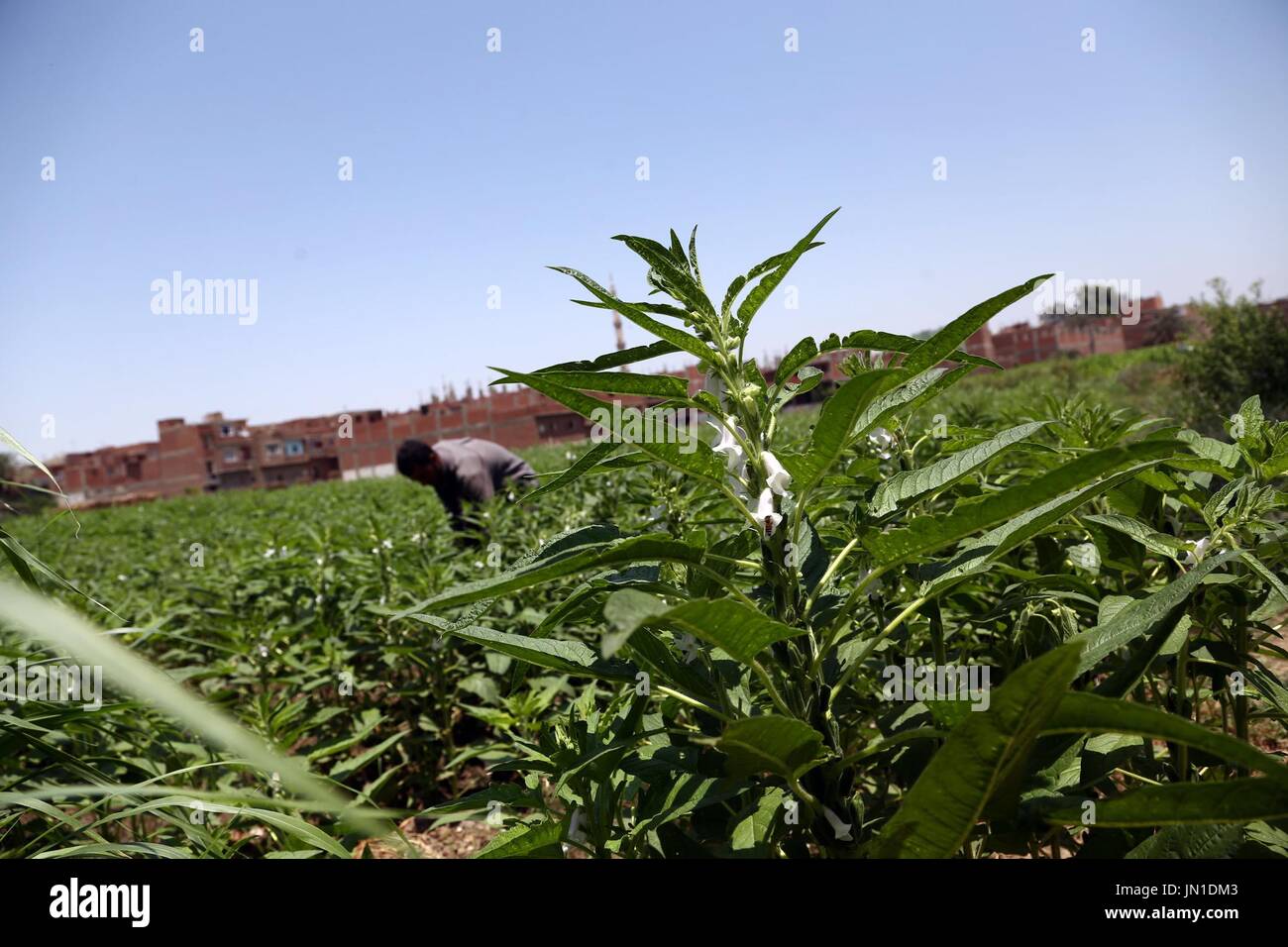 Fayoum. 25th July, 2017. A worker harvests medicinal herbs in Fayoum, Egypt on July 25, 2017. Egypt has been home to a variety of herbs for thousands of years as ancient Egyptian relics, temples and tombs contained hundreds of medical prescriptions with medicinal herbs. So far, Egypt still produces the finest herbs, with Fayoum as the only producer of organic Medicinal and Aromatic Plants (MAPs). These crops are mainly grown in Upper Egypt's provinces of Minya, Beni Suef, Assiut and Fayoum. Credit: Ahmed Gomaa/Xinhua/Alamy Live News Stock Photo