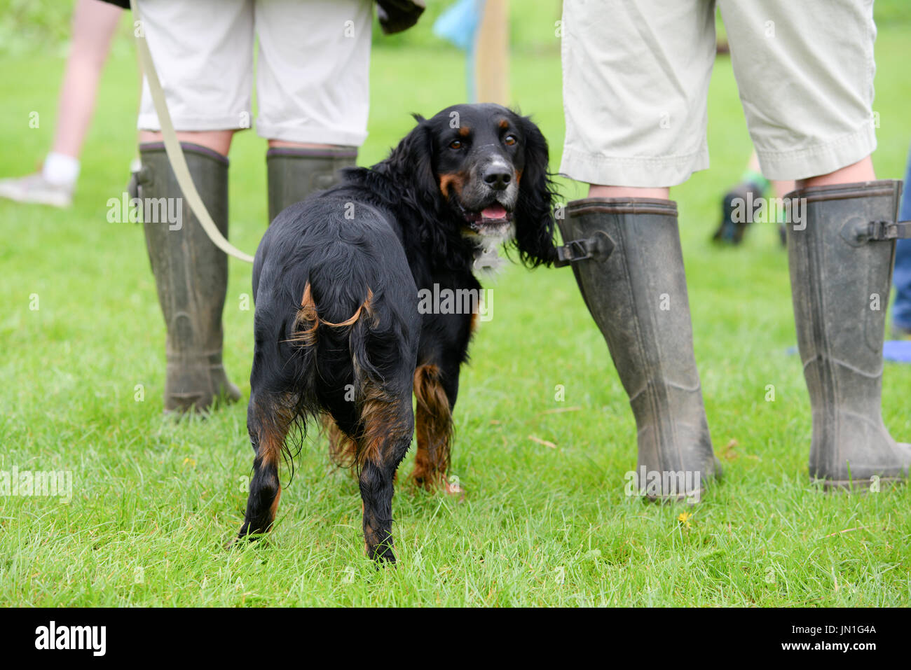 Gundog and Wellington boots Stock Photo Alamy