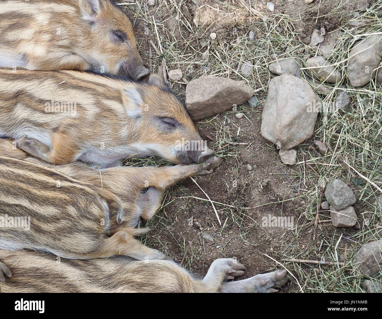 Wild Boar Piglets Napping Together in Ranua Zoo, Finland Stock Photo