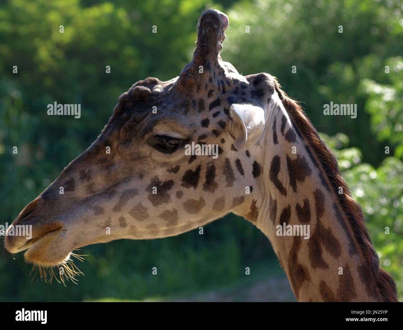 Young giraffe close up Stock Photo