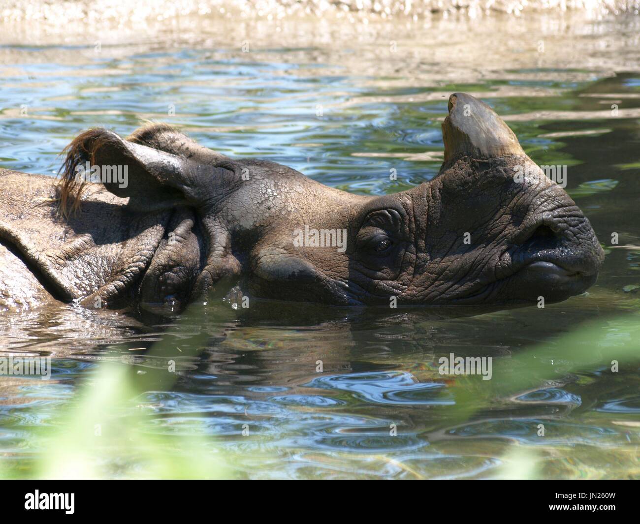 Rhinocerous with head and horn sticking out of water Stock Photo