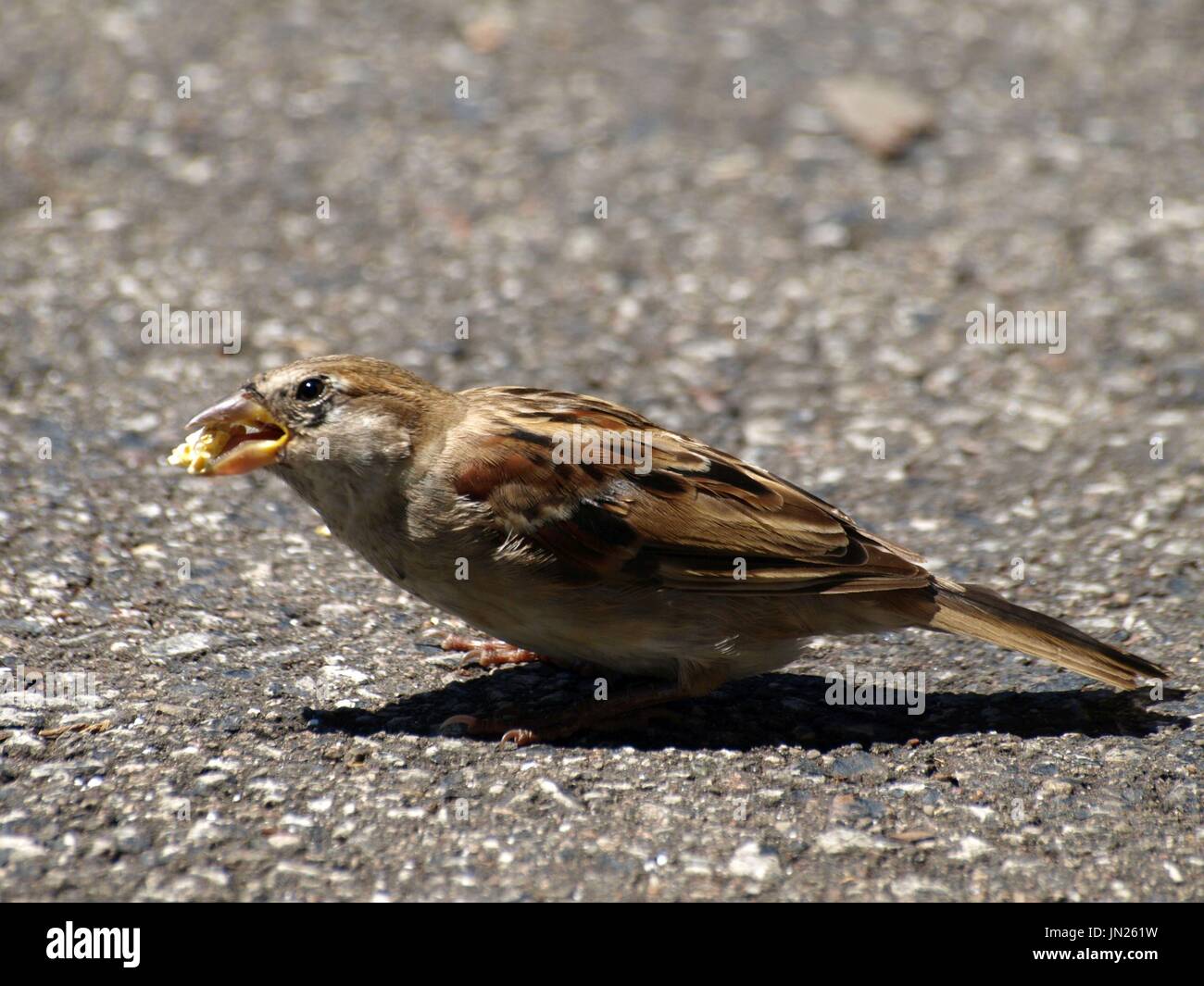 Sparrow on ground with open beak eating popcorn Stock Photo