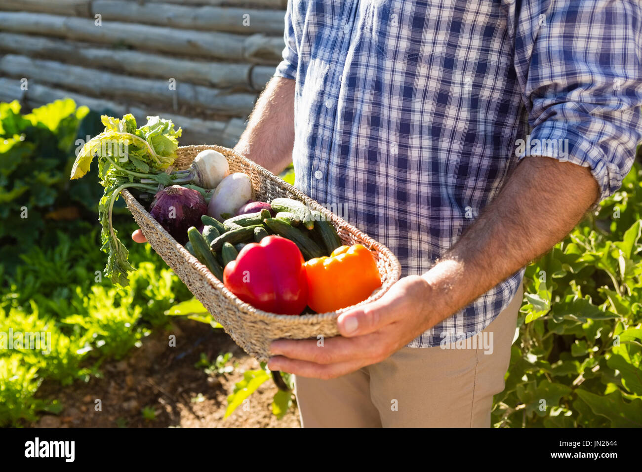 Mid-section of farmer holding a basket of fresh vegetables in vineyard ...