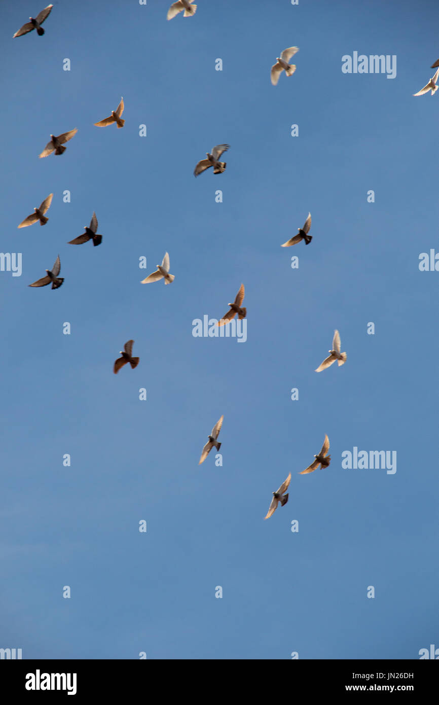 Flock of birds fly in a blue sky Stock Photo - Alamy