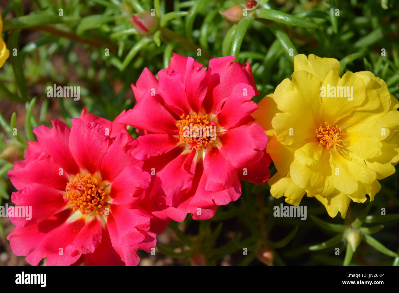 Portulaca grandiflora, also known as Moss rose,  in flower Stock Photo