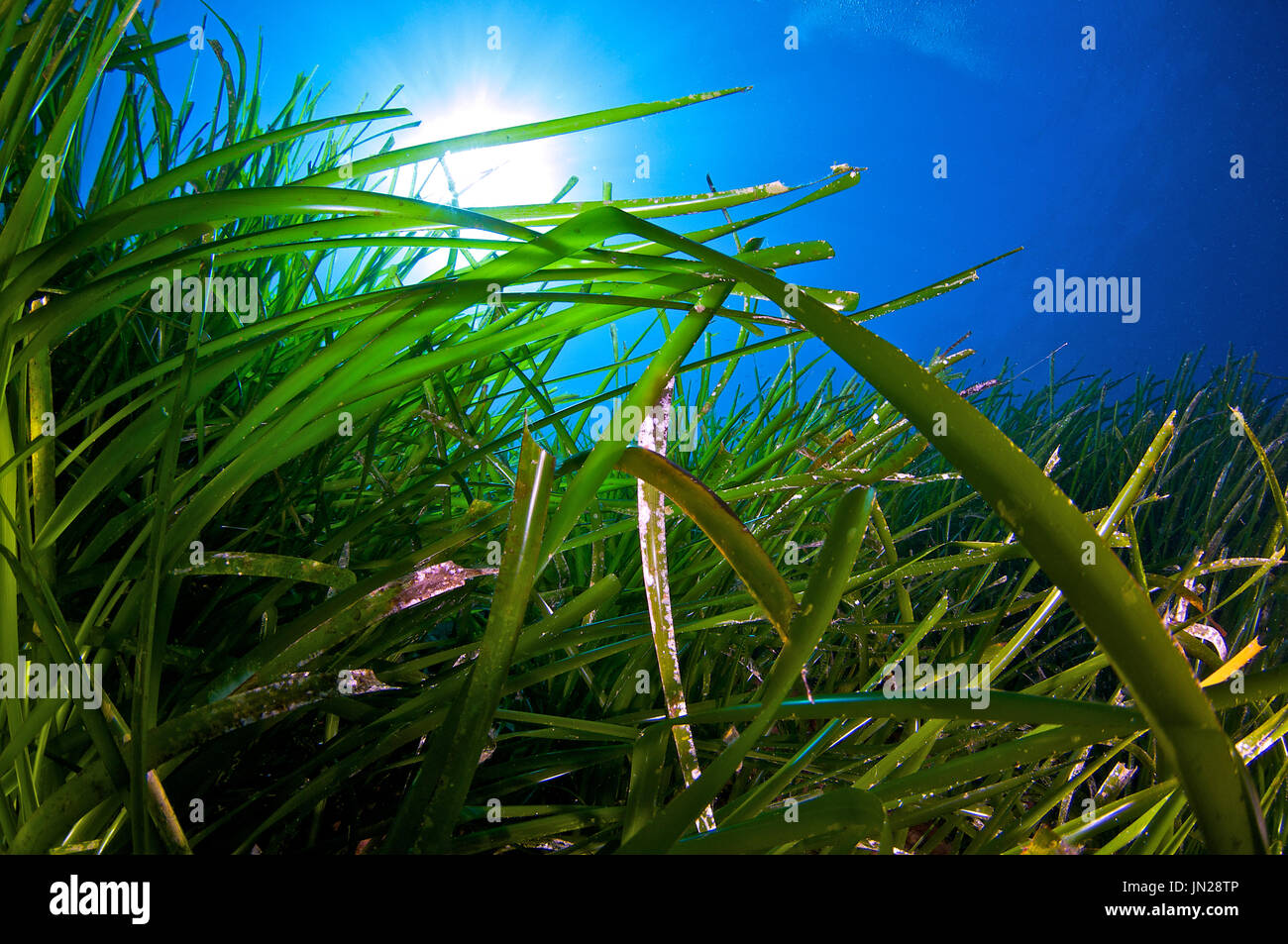 Underwater scene of neptune seagrass (Posidonia oceanica) meadows in Ses Salines Natural Park (Formentera, Balearic Islands, Mediterranean Sea, Spain) Stock Photo