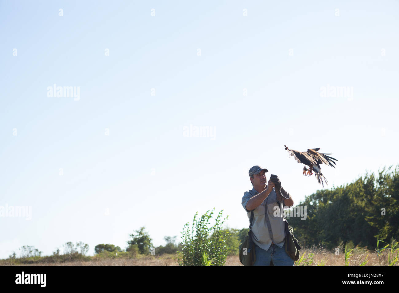 Falconer looking at flying golden eagle while standing on field against clear sky Stock Photo