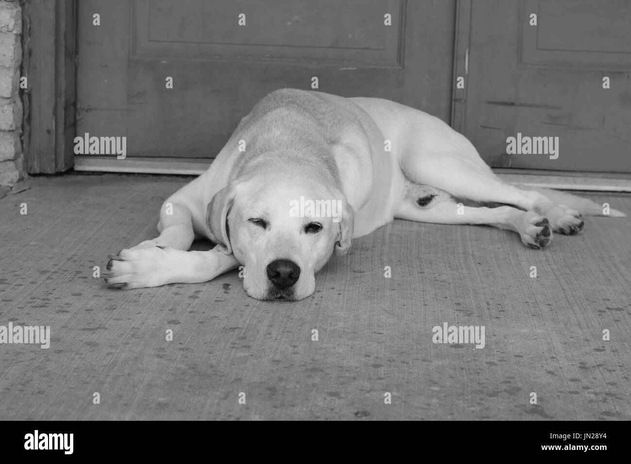 sleepy labrador retriever Stock Photo