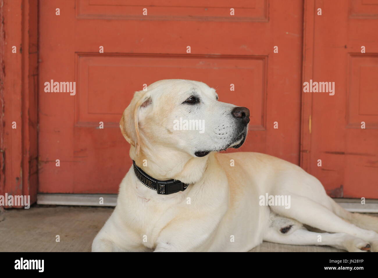 lazy labrador retriever finding shade Stock Photo - Alamy