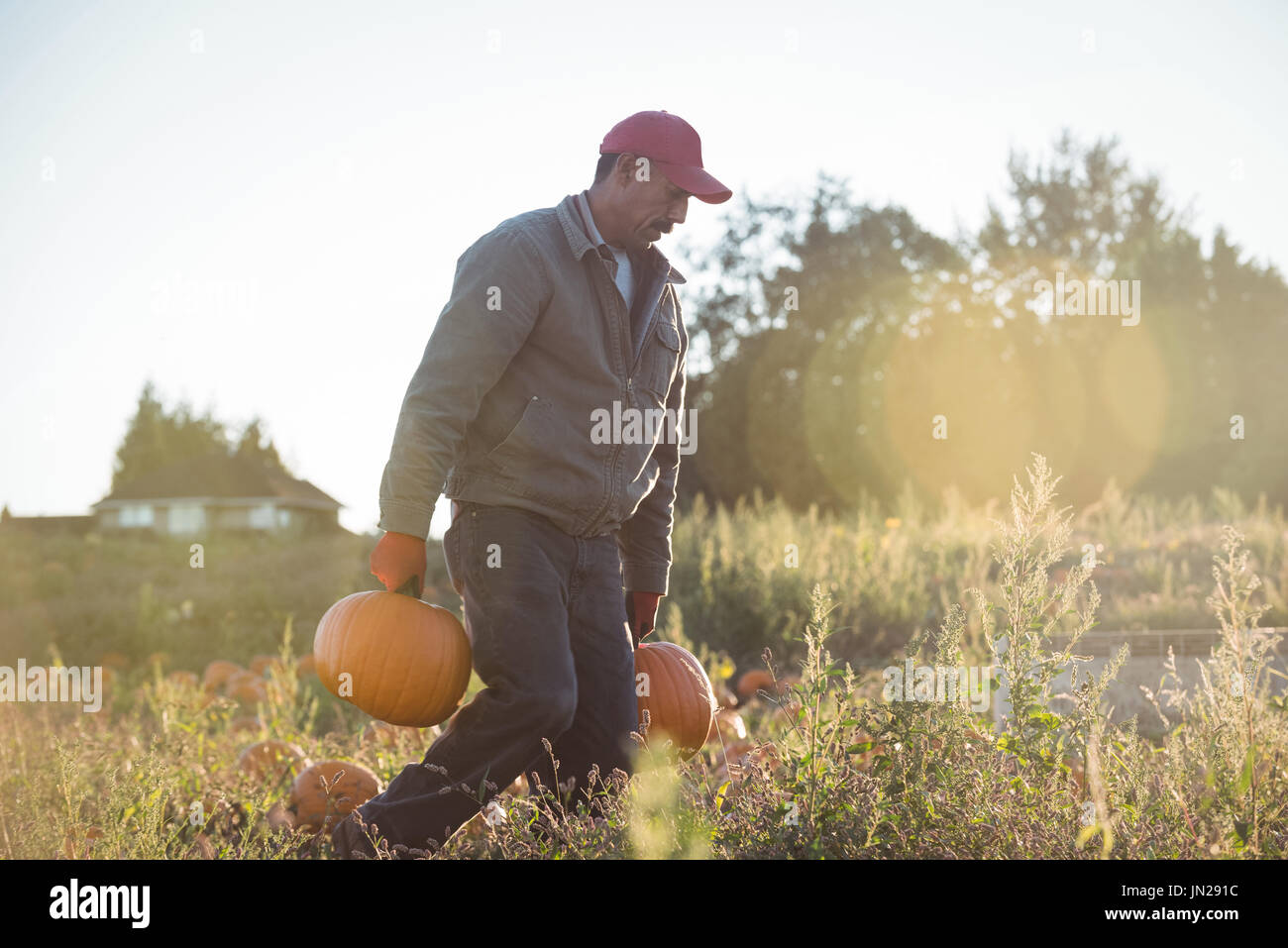 Farmer carrying pumpkins in field on a sunny day Stock Photo - Alamy