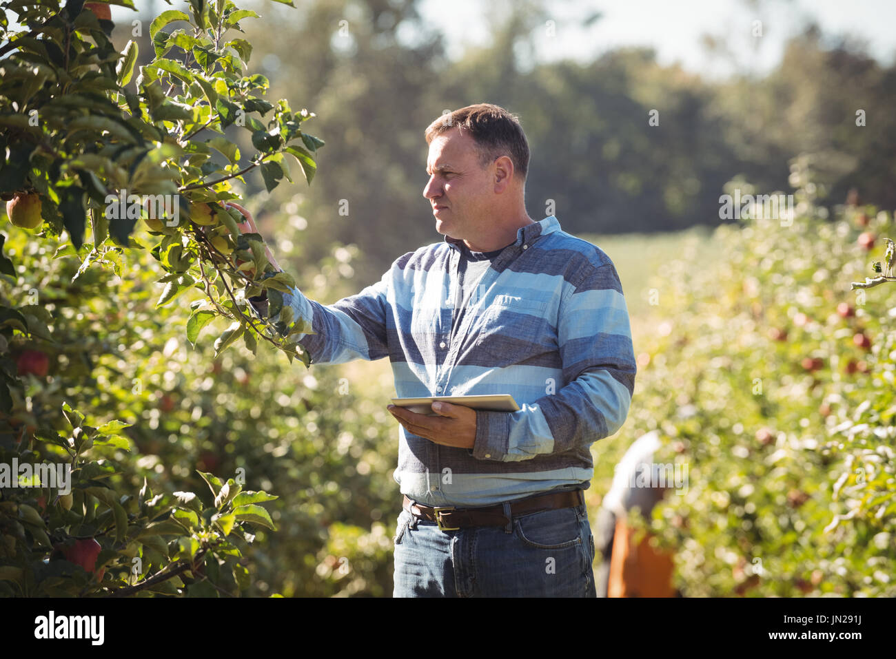 Farmer using digital tablet while inspecting apple tree in apple orchard Stock Photo
