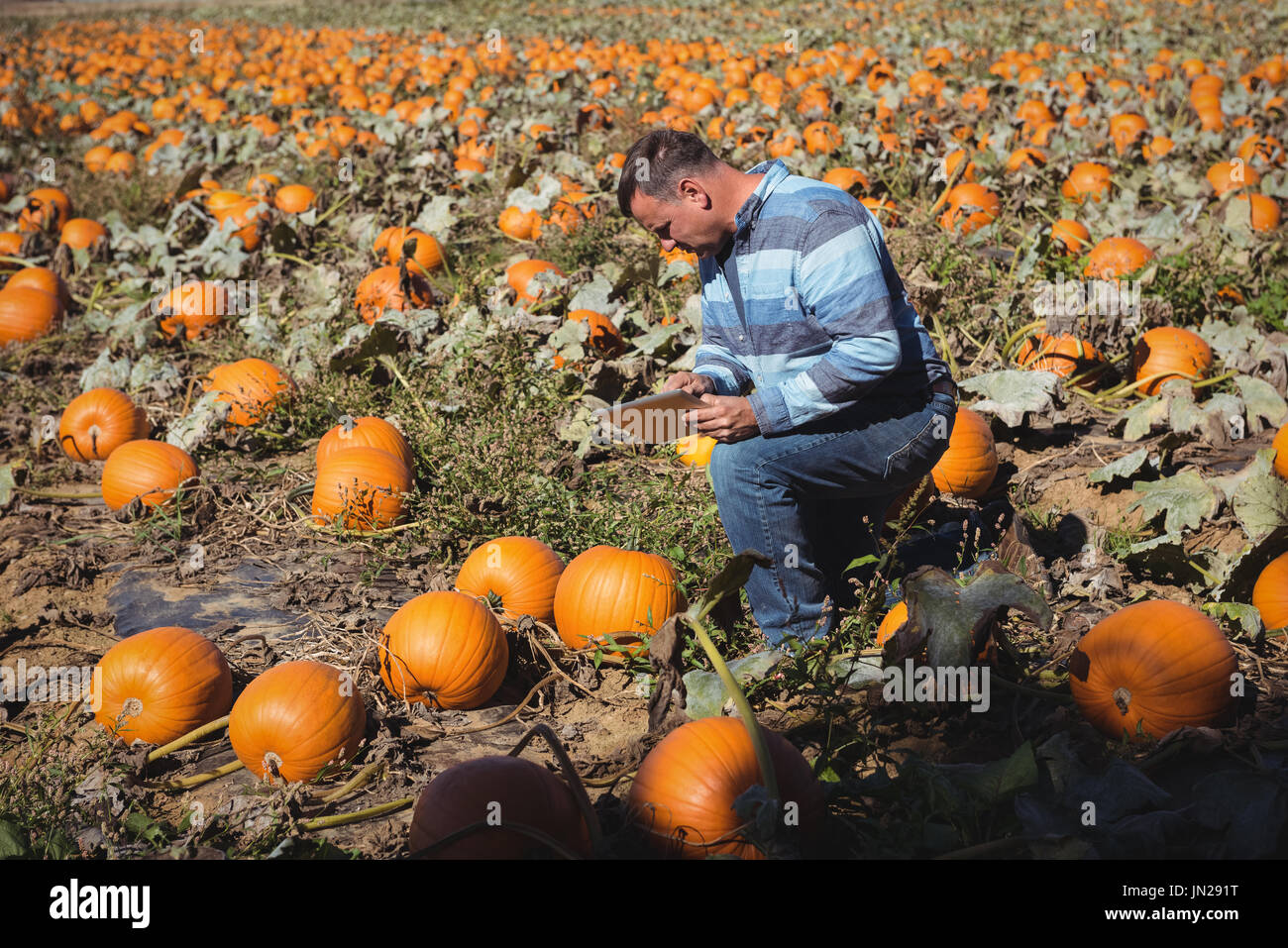 Autumn harvest pumpkin digital hi-res stock photography and images - Alamy