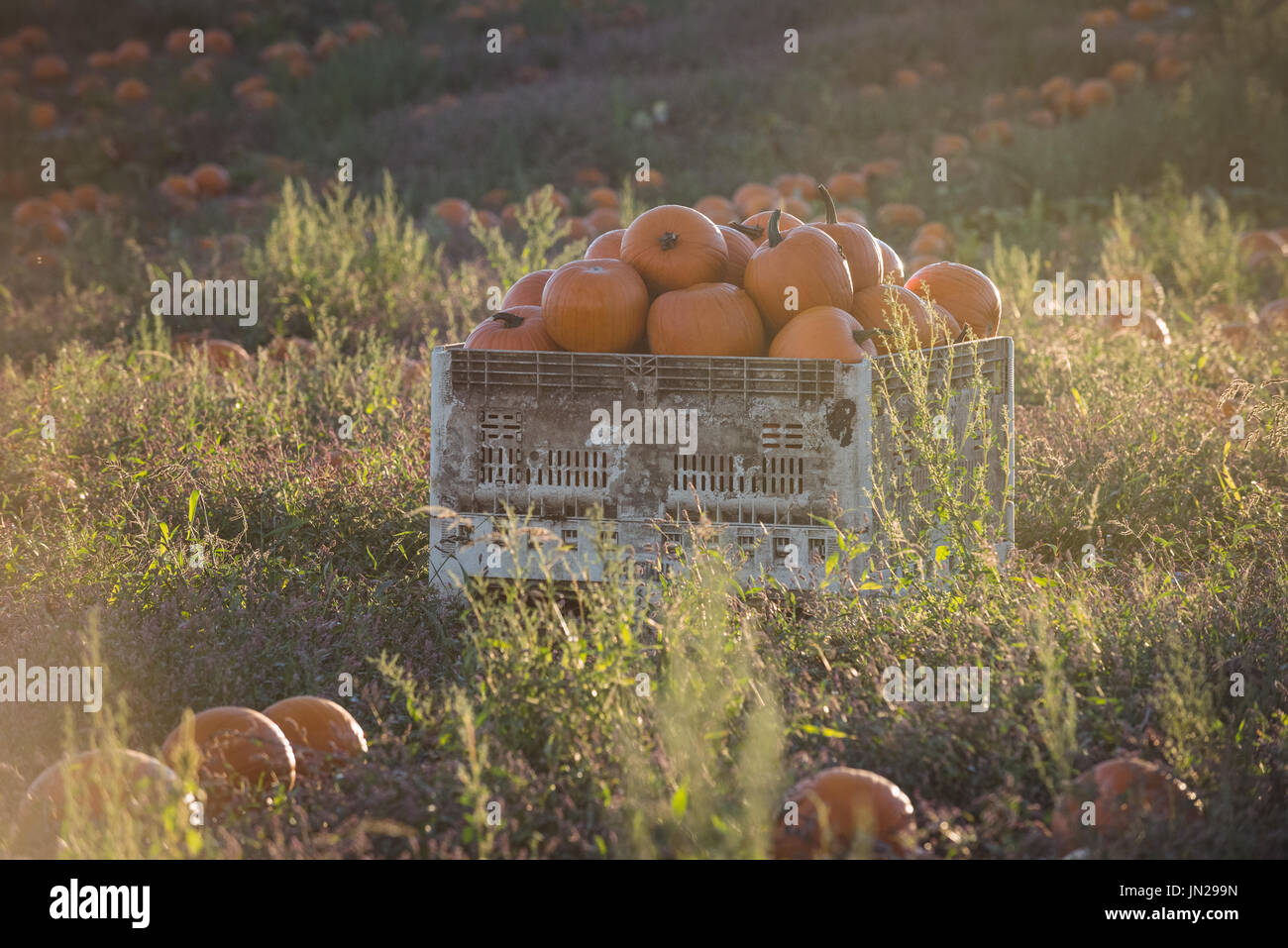Pumpkins in container at the field on a sunny day Stock Photo - Alamy