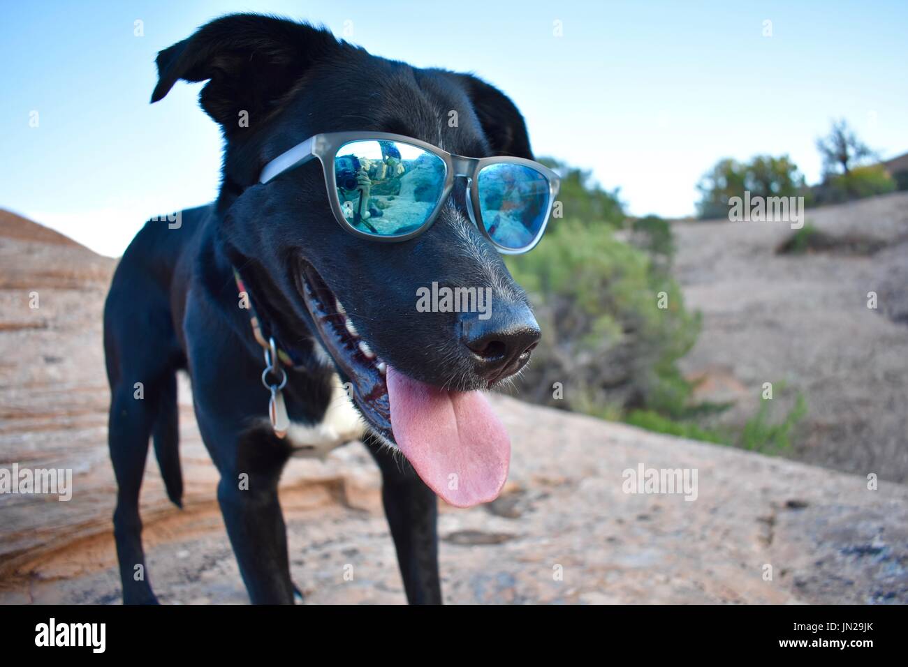 cool dog wearing sunglasses