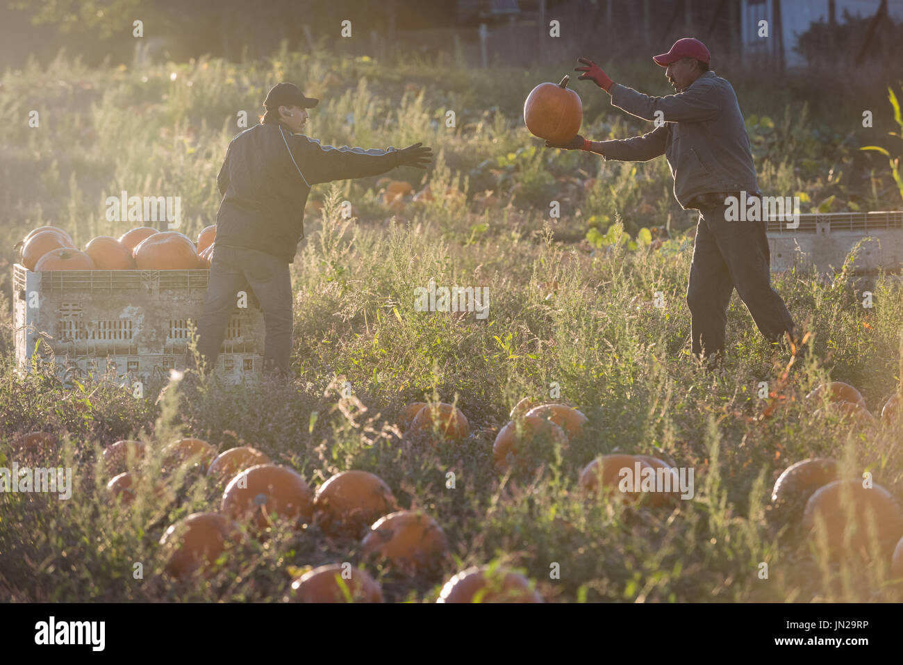 Farmers team working together in hi-res stock photography and images ...