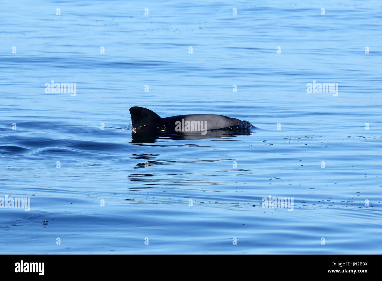 Heaviside’s Dolphin or Haviside's Dolphin (Cephalorhynchus heavisidii) surfacing off Namibia Stock Photo