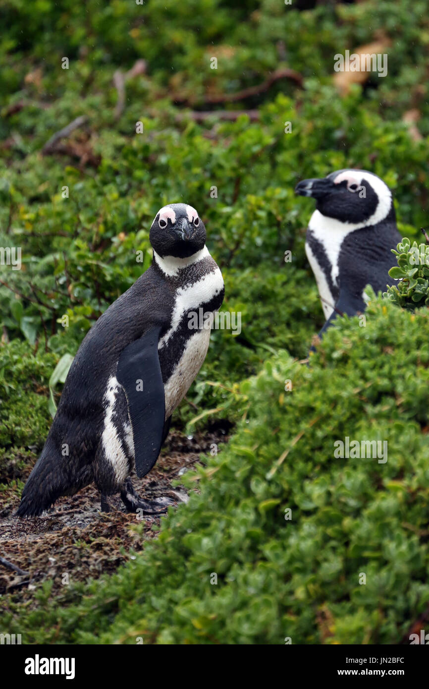 African penguin or Jackass Penguin (Spheniscus demersus) at the penguin colony of Stony Point, getting curious about visitors Stock Photo