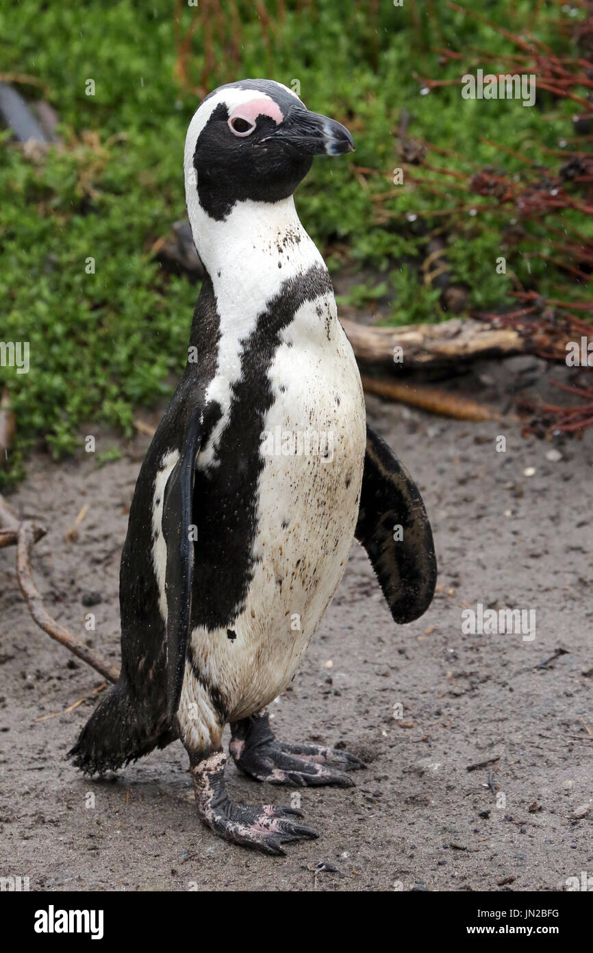 Jackass Penguin Or African Penguin Hi res Stock Photography And Images Jackass Penguin Or African Penguin Hi res Stock Photography And Images