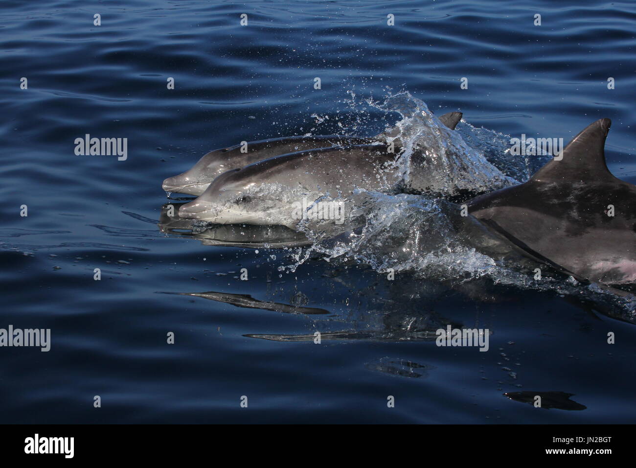 Rough-toothed Dolphin (Steno bredanensis) mother and calf surfacing right next to the boat Stock Photo