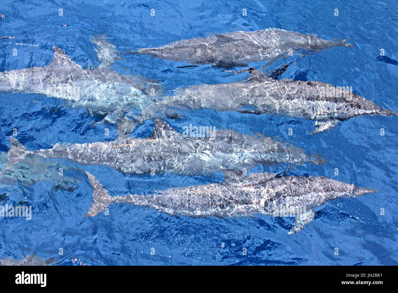 A pod of Spinner Dolphins (Stenella longirostris) coming near to the surface Stock Photo