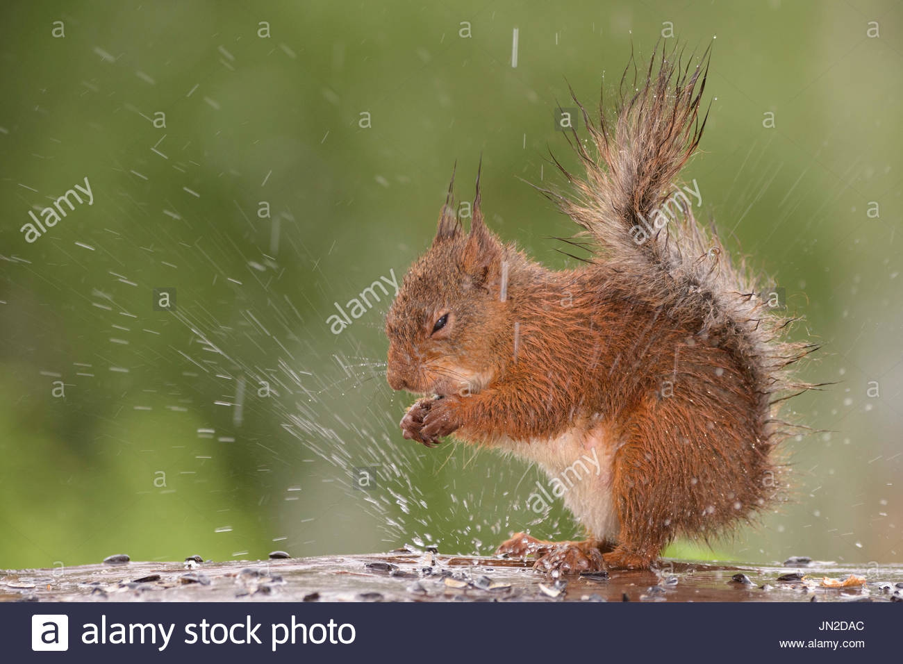 Gratuit Images Rain Phenomenon Animal Stock Photos Rain Phenomenon Animal Stock actualisé salutations