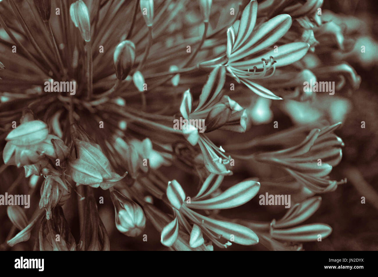  Dainty flowers hi-res stock photography and images - Alamy