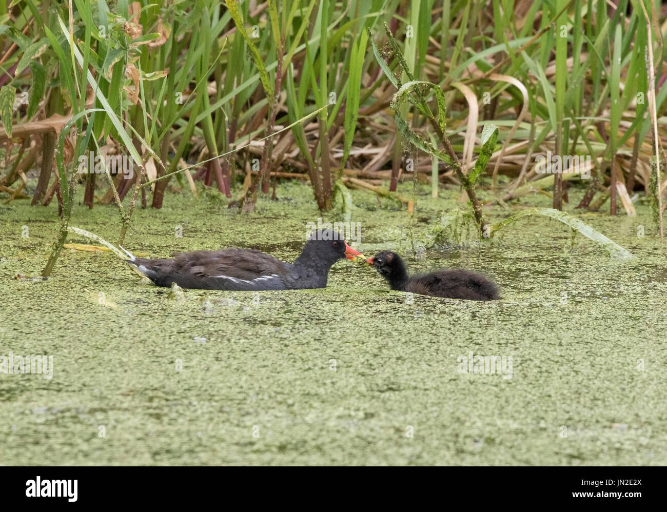 Mother moorhen feeding her baby Stock Photo Alamy