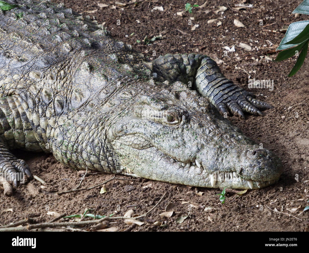 Crocodile in St. Lucia National Park, South Africa. The Crocodile is in a wildlife reservation park open for visitors. It sleeps in the sun. Stock Photo