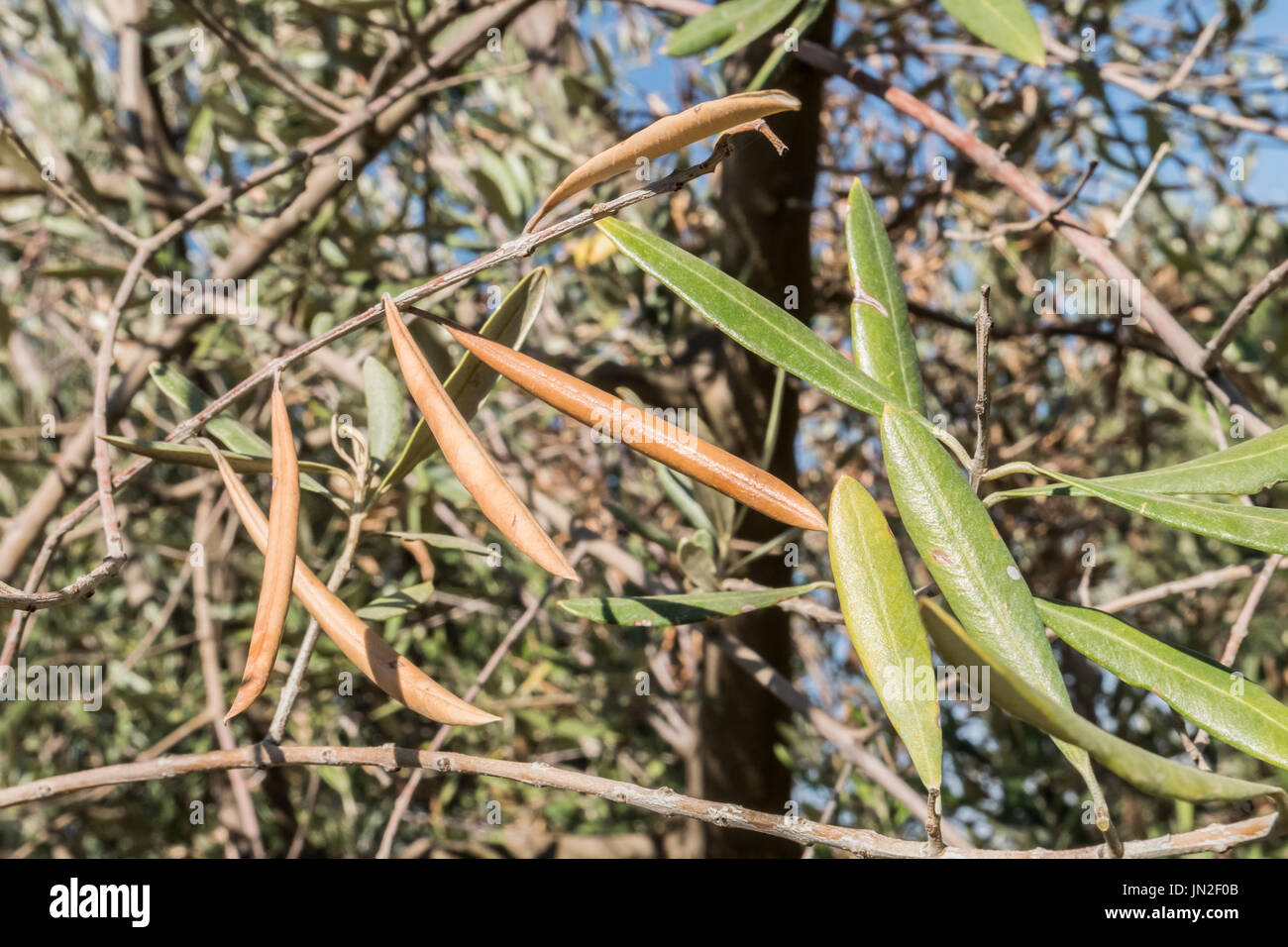 Olive trees infected by the dreaded bacteria called Xylella fastidiosa, is known in Europe as the ebola of the olive tree, Jaen, Andalucia, Spain Stock Photo