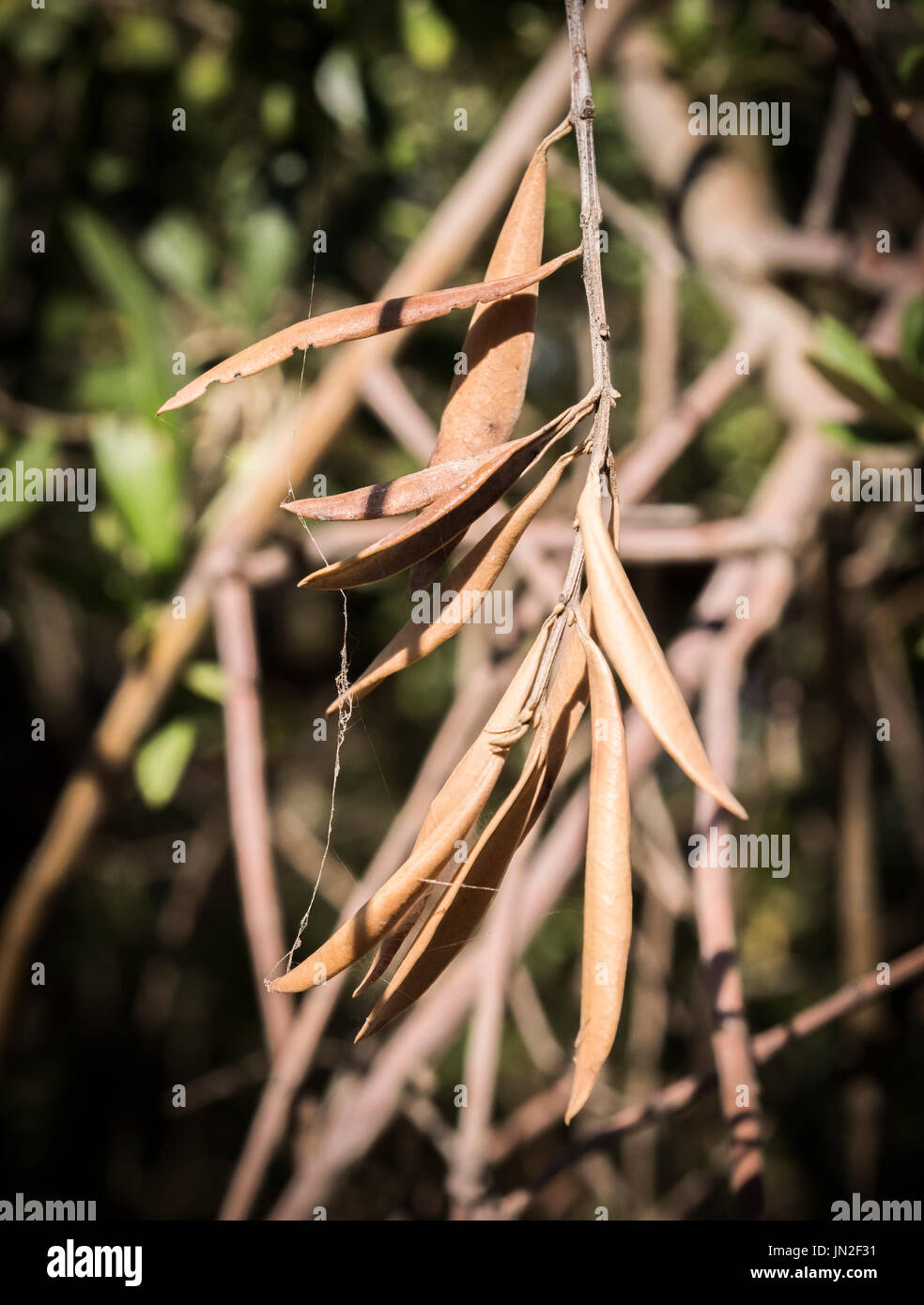 Olive trees infected by the dreaded bacteria called Xylella fastidiosa, is known in Europe as the ebola of the olive tree, Jaen, Andalucia, Spain Stock Photo