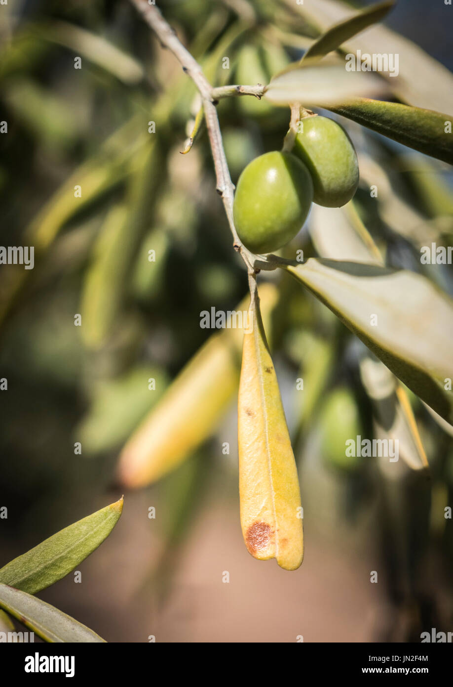 Olive trees infected by the dreaded bacteria called Xylella fastidiosa, is known in Europe as the ebola of the olive tree, Jaen, Andalucia, Spain Stock Photo