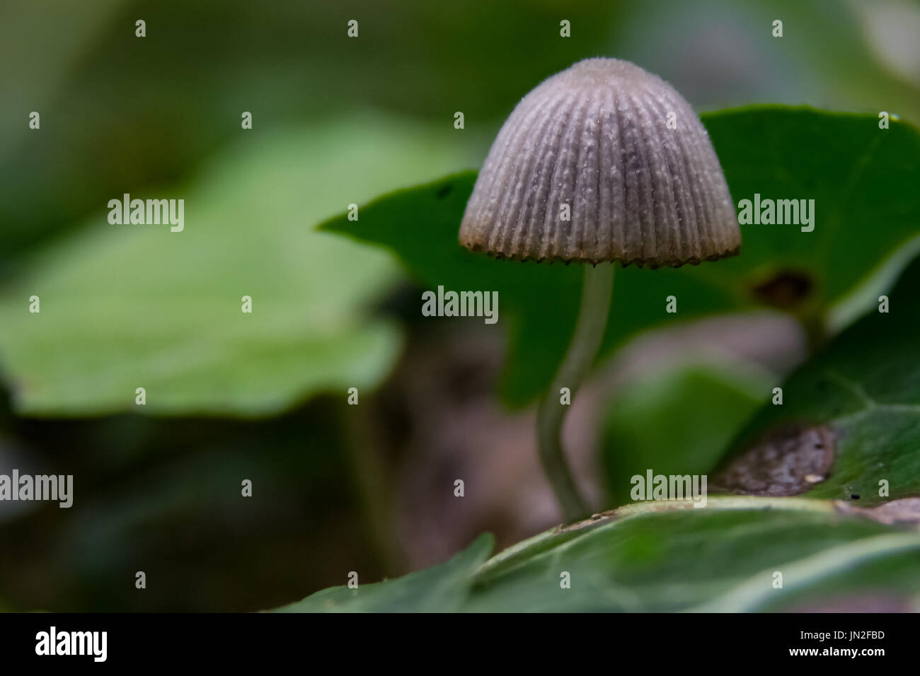 fungi Stock Photo