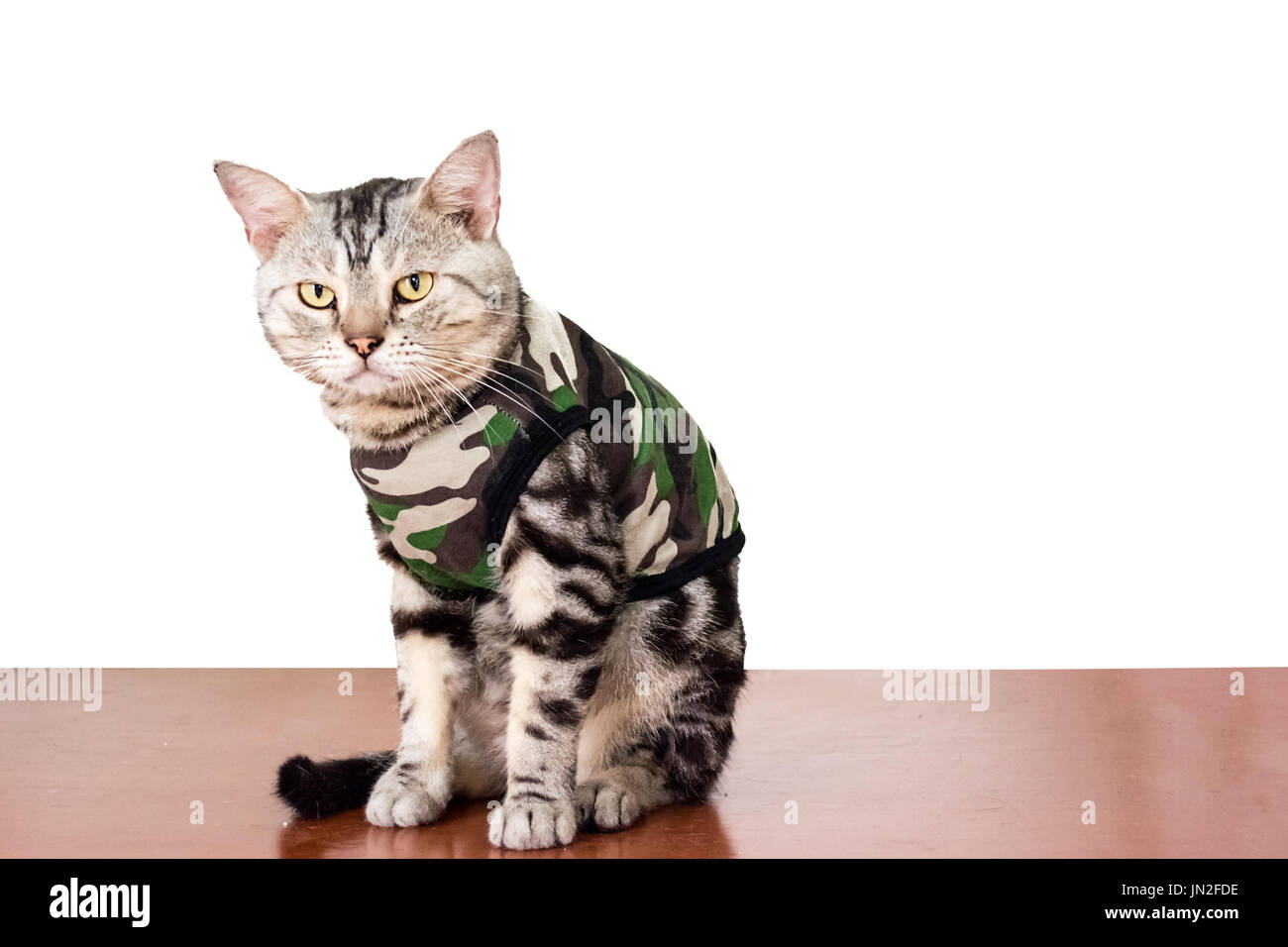 Scottish Fold Cat Are Wear Floral Shirt Stock Photo - Download Image Now -  Domestic Cat, Shirt, Animal - iStock