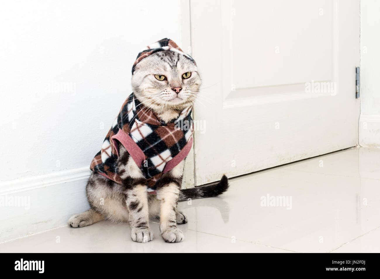 Cat wearing clearance shorts
