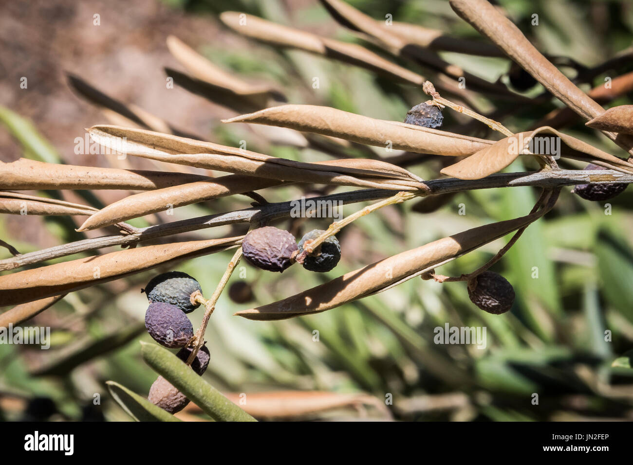 Olive trees infected by the dreaded bacteria called Xylella fastidiosa, is known in Europe as the ebola of the olive tree, Jaen, Andalucia, Spain Stock Photo