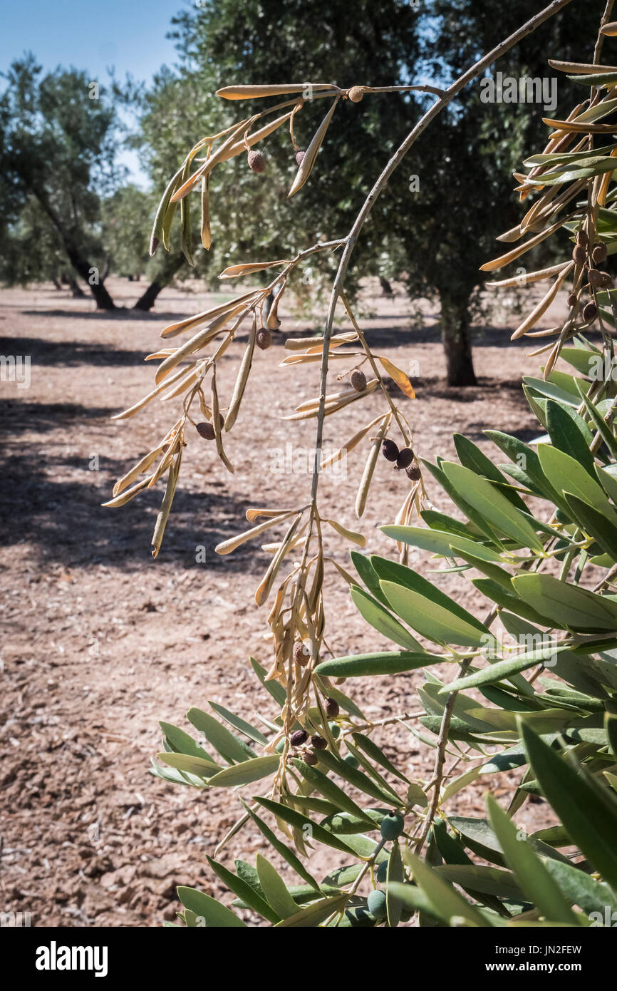 Olive trees infected by the dreaded bacteria called Xylella fastidiosa, is known in Europe as the ebola of the olive tree, Jaen, Andalucia, Spain Stock Photo