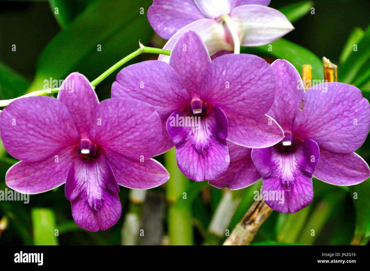 Phalaenopsis (Moth Orchid) in Peradeniya Botanical Gardens, Sri Lanka Stock Photo