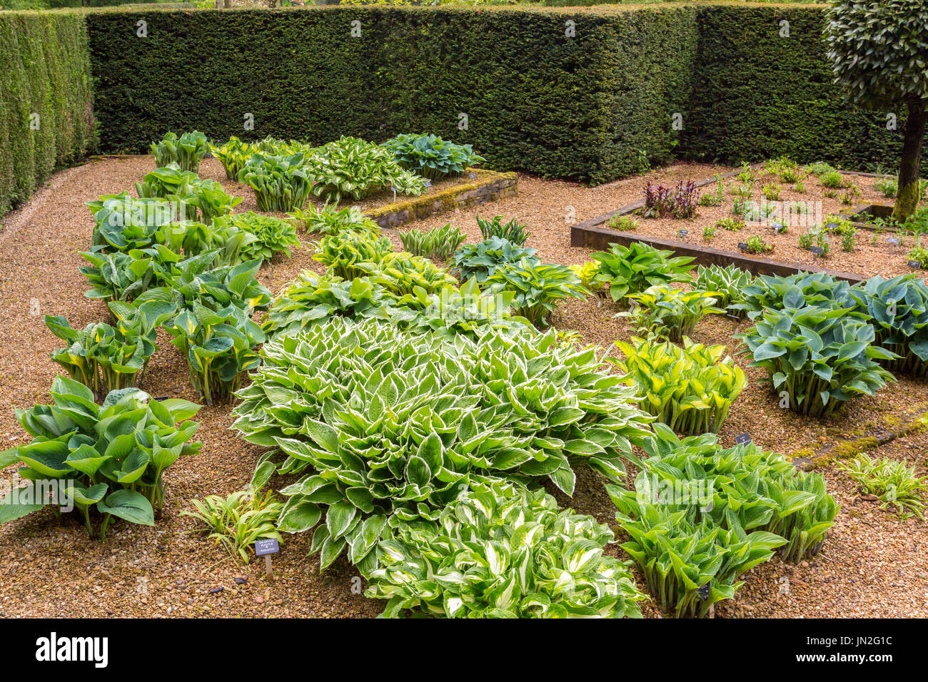 The Hosta Garden at Barnsdale Gardens where the late Geoff Hamilton filmed 'Gardeners World' for the BBC nr Oakham, Rutland, England, UK Stock Photo