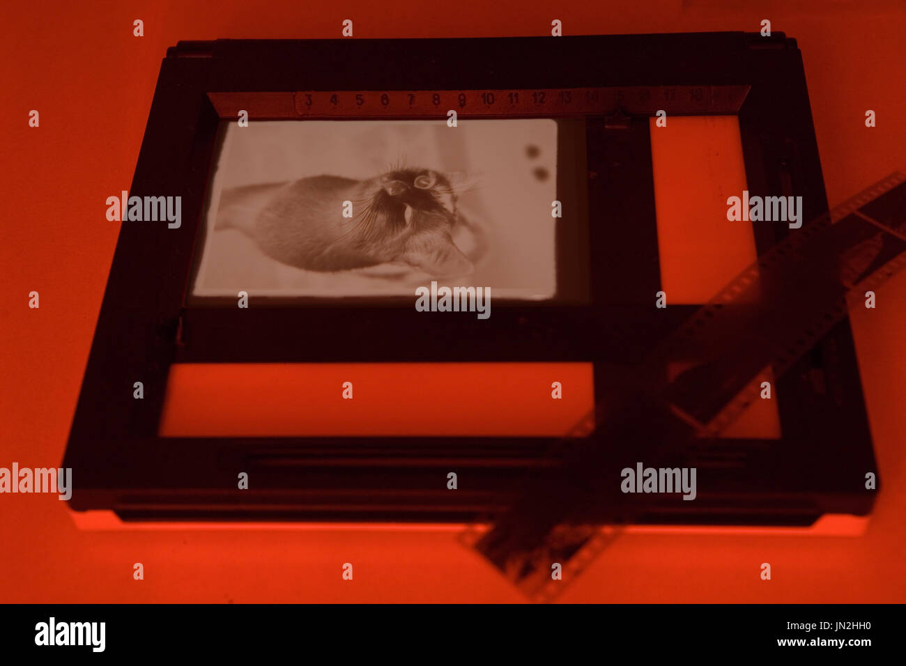 Analog photo hires stock photography and images Alamy