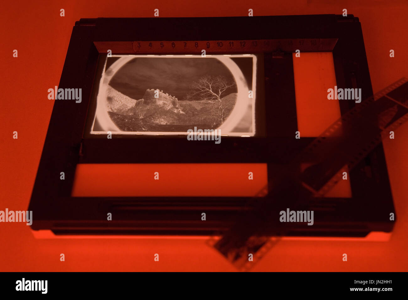 Analog photo projection of photos in the light of a red light ...