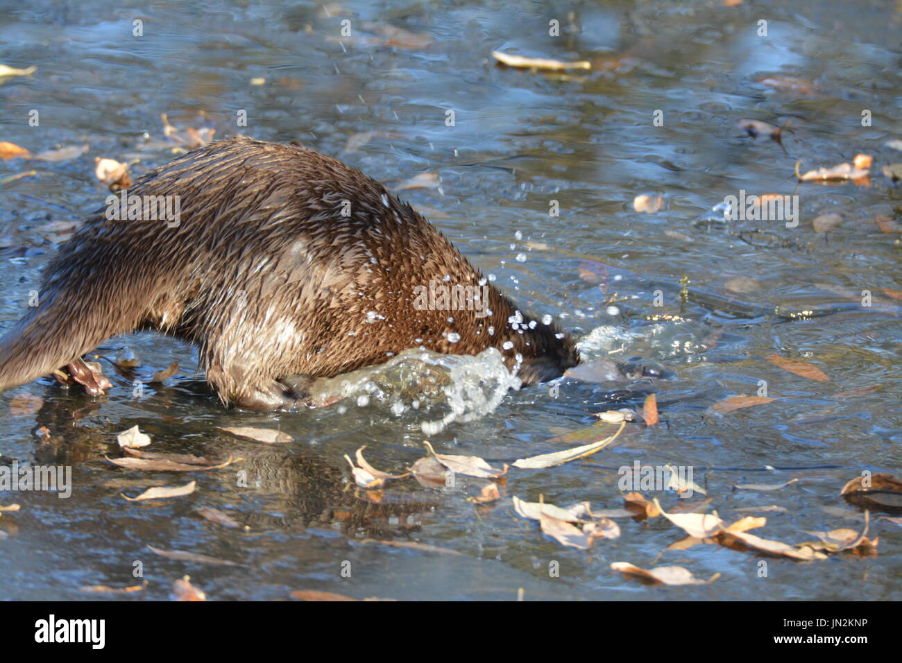 Eurasian otter (Lutra lutra) under the ice Stock Photo Alamy