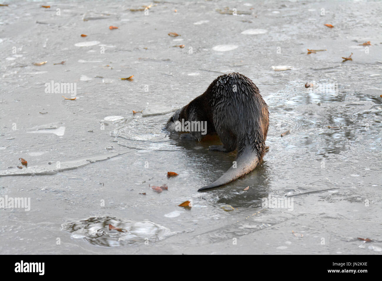 Eurasian otter (Lutra lutra) under the ice Stock Photo Alamy