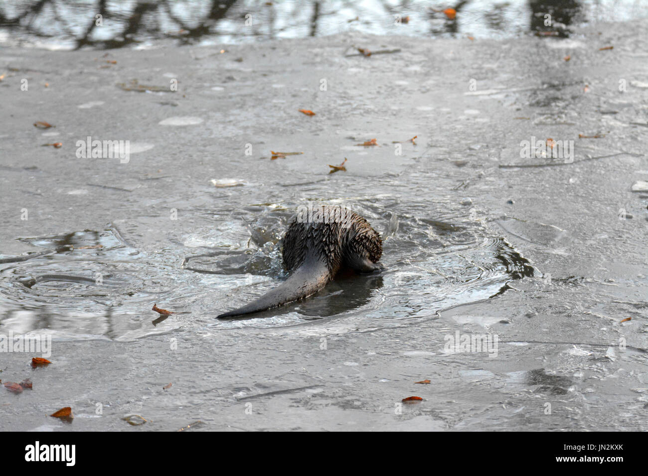 Eurasian otter (Lutra lutra) under the ice Stock Photo Alamy