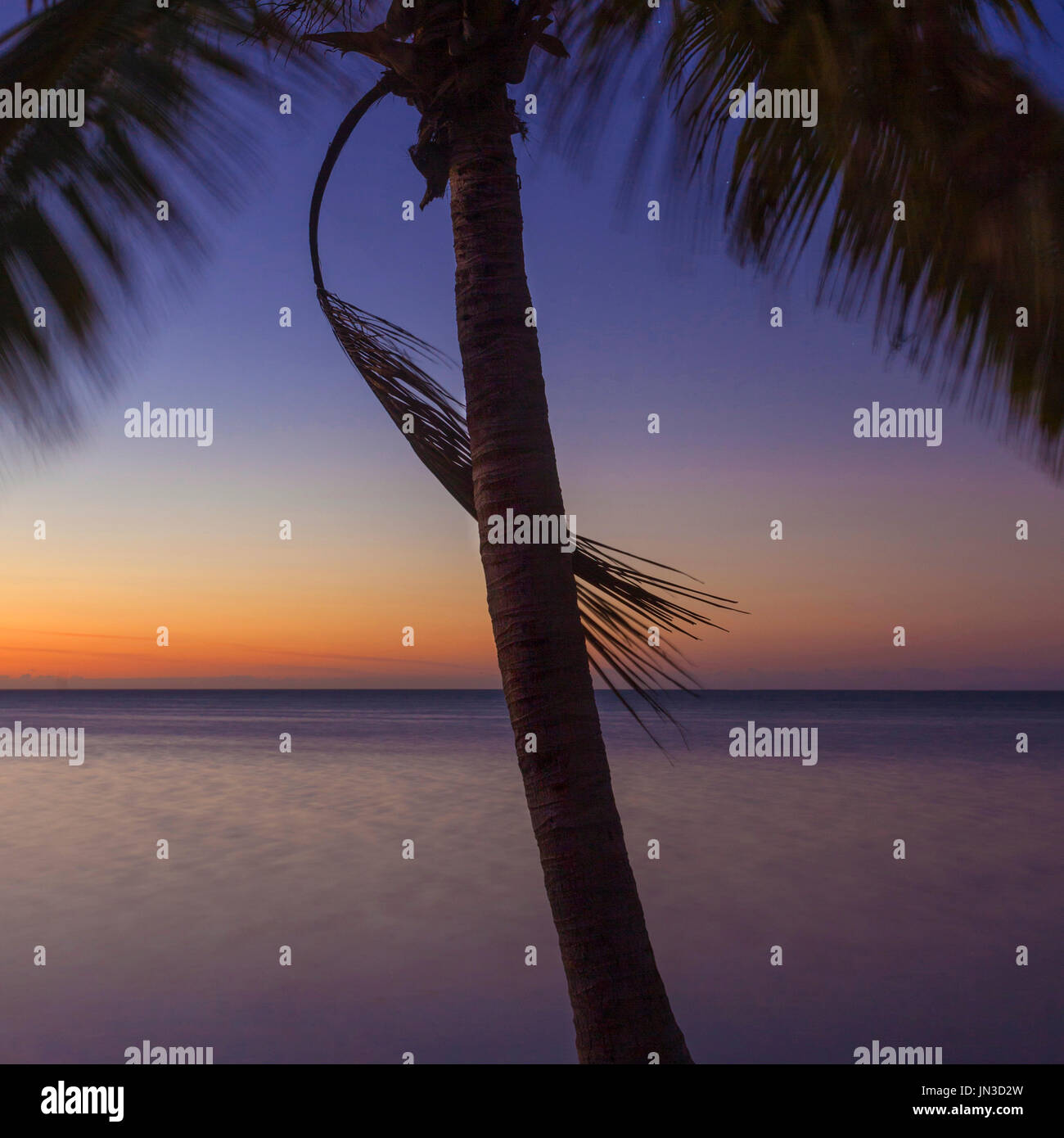 Sunrise with palm tree hi-res stock photography and images - Alamy