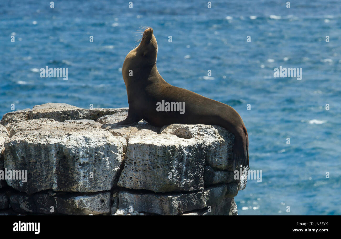 Galápagos sea lion - León Marino de las Galápagos Stock Photo - Alamy