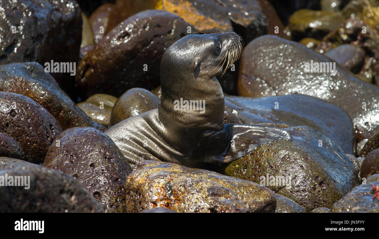 Galápagos sea lion - León Marino de las Galápagos Stock Photo - Alamy
