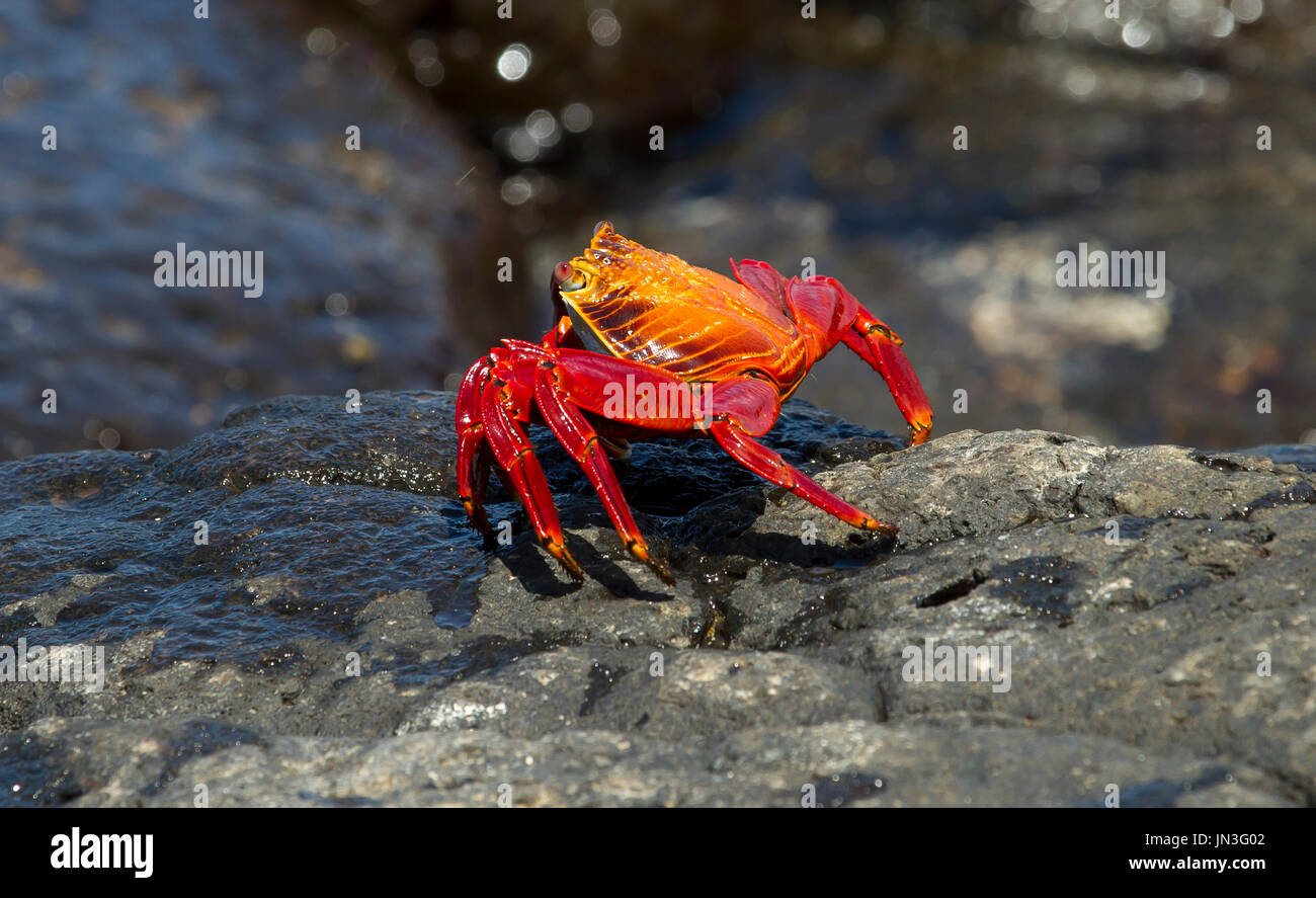 Galápagos crab - Red rock crab - Zapaya - Cangrejo de las Galpagos Stock Photo