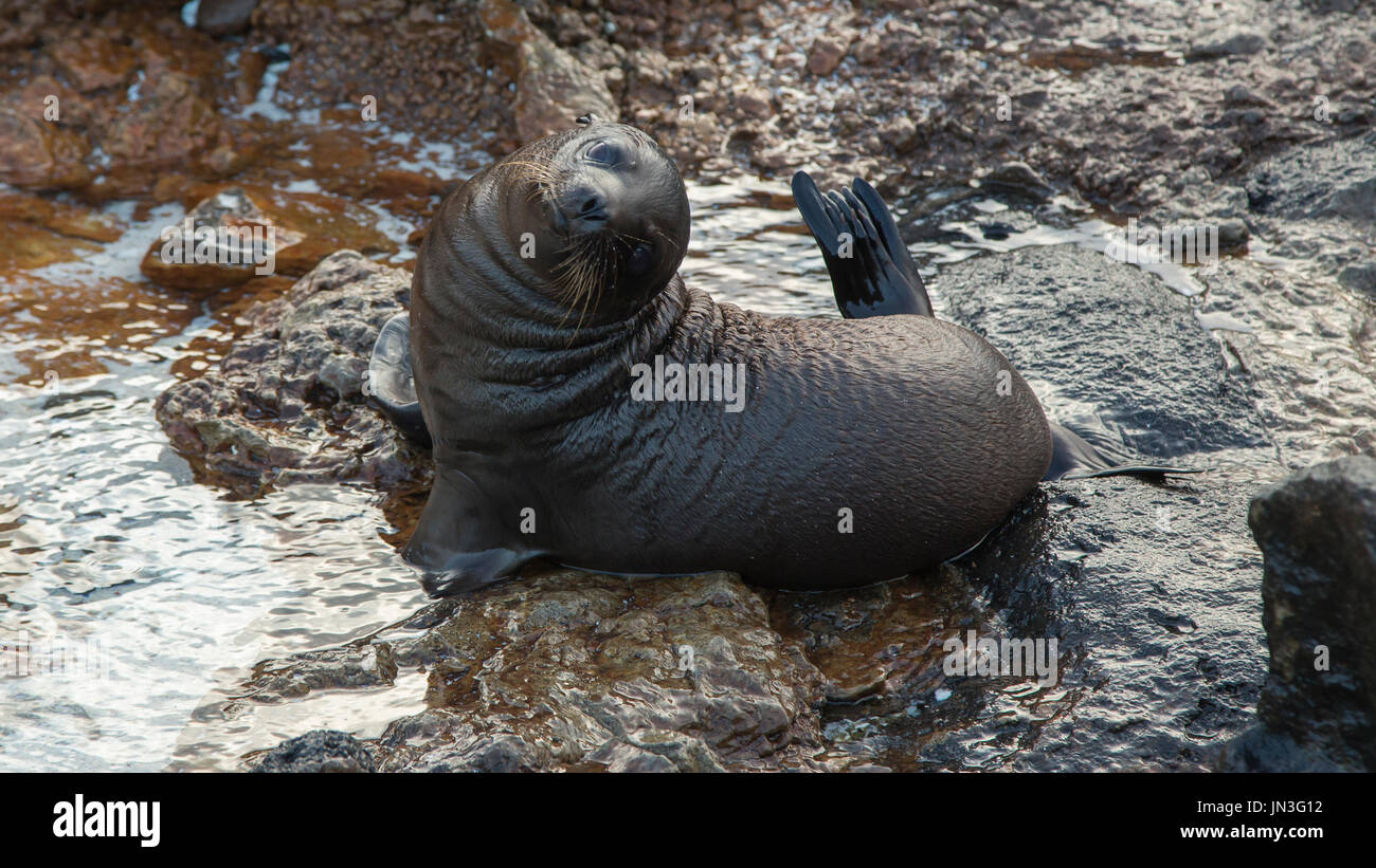 Galápagos sea lion - León Marino de las Galápagos Stock Photo - Alamy