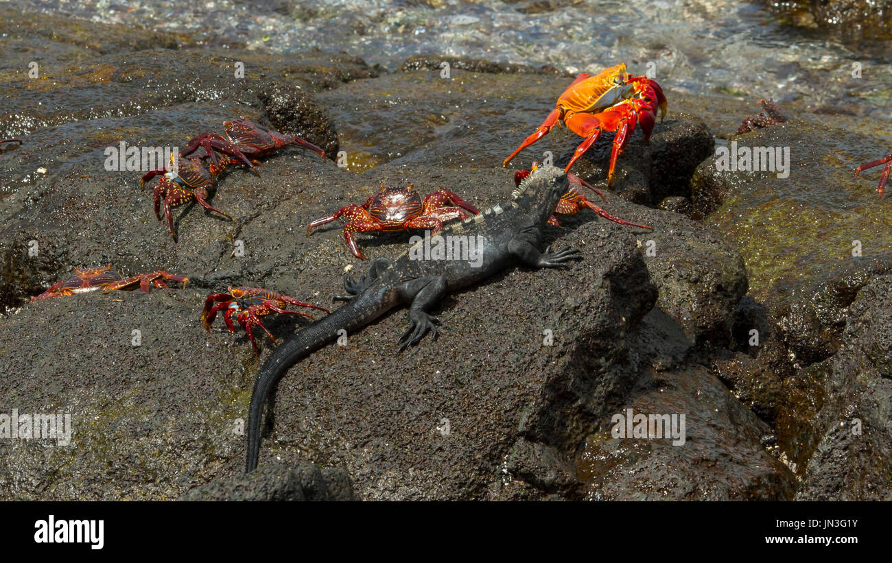 Galápagos crab - Red rock crab - Zapaya - Cangrejo de las Galpagos Stock Photo