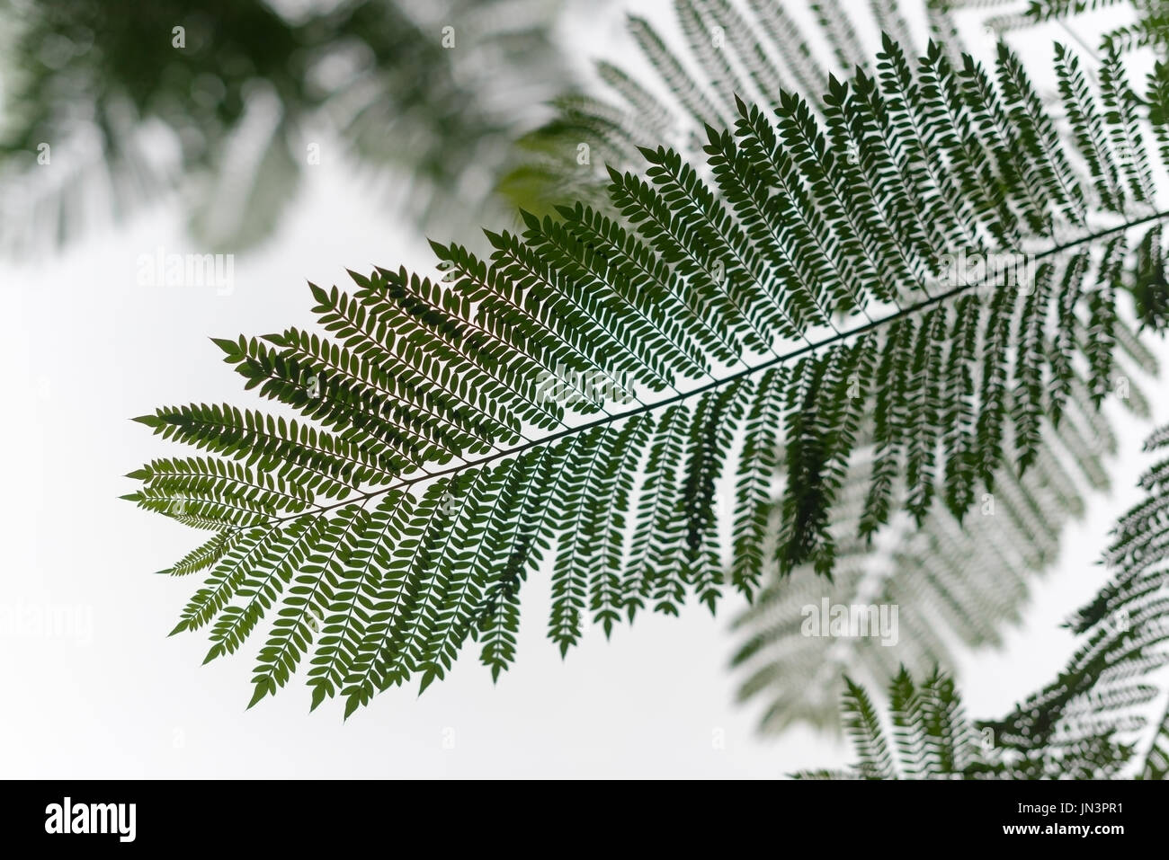 Silhouette of tree fern against white sky Stock Photo - Alamy
